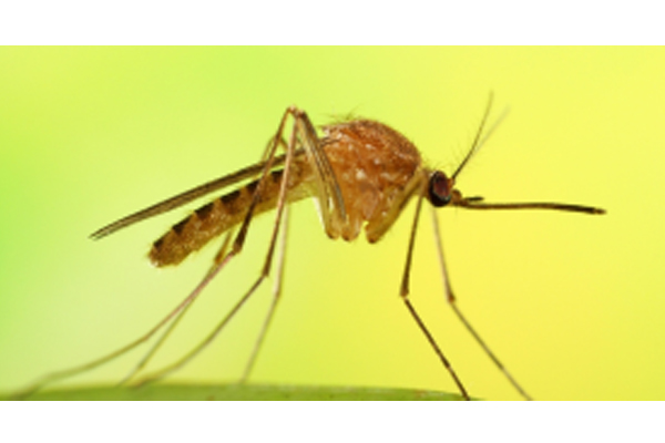 蚊子的发展历史
