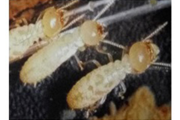 白蚁防治系统