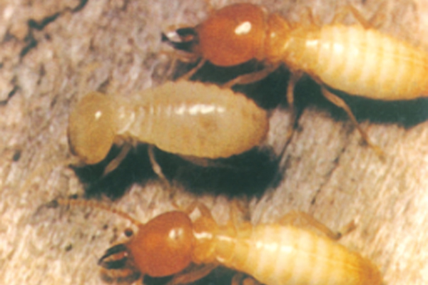 襄汾白蚁防制服务